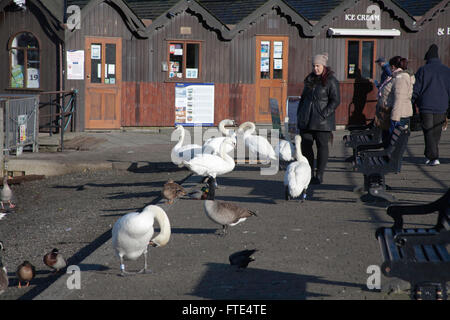 Les Cygnes tuberculés oies et canards se mêler aux touristes et visiteurs par le front de la Bowness-on-Windermere Lake District Cumbria England Banque D'Images