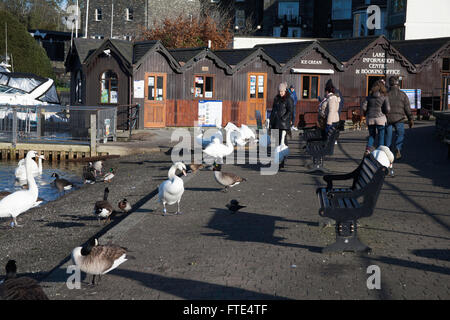 Les Cygnes tuberculés oies et canards se mêler aux touristes et visiteurs par le front de la Bowness-on-Windermere Lake District Cumbria England Banque D'Images