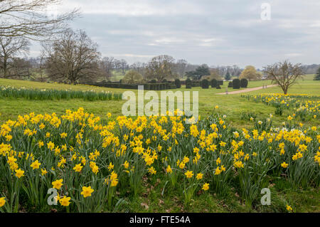 Le secteur sud jardins offrant un magnifique écran saisonniers de narcisses à Burghley House, Cambridgeshire, Angleterre, Royaume-Uni. Banque D'Images