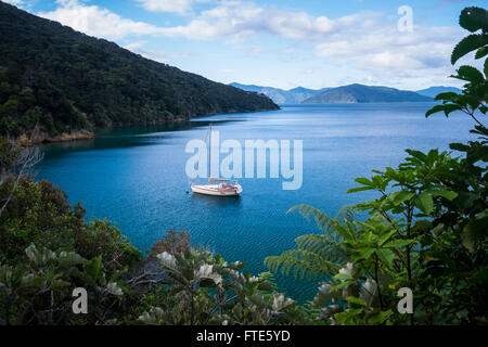 Un yacht ancré dans le Marlborough Sounds, Nouvelle-Zélande Banque D'Images