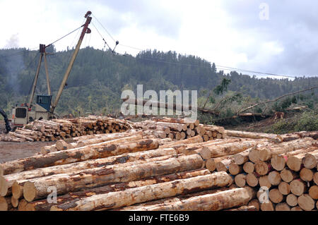 Journal d'un transporteur routier drags Pinus radiata sur l'atterrissage à un joli site de fraisage dans la forêt exotique sur la côte ouest, Nouvelle-Zélande Banque D'Images