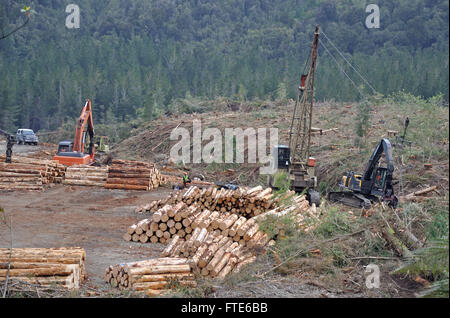 Journal d'un transporteur routier drags Pinus radiata sur l'atterrissage dans un site de broyage dans des forêts exotiques sur la côte ouest, Nouvelle-Zélande Banque D'Images