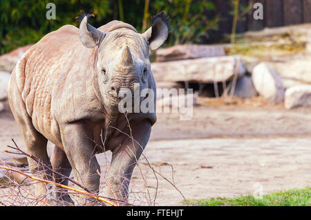 Un jeune rhino ressemble à l'appareil photo Banque D'Images