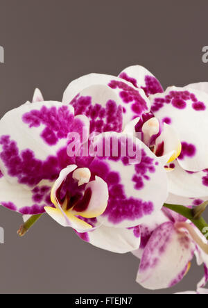 fleurs d’orchidées Banque D'Images