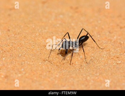 Ant sur le sable noir Banque D'Images