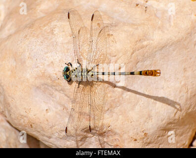 Libellule, Pincertail - Onychogomphus lefebvrii pâle Banque D'Images