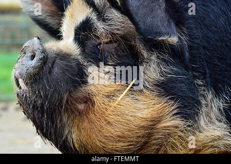 Kunekune pig head shot. Une race rare de petit cochon montrant le détail de la tête de profil, dans une ferme de Somerset, Royaume-Uni Banque D'Images