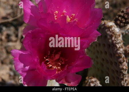 Fleurs de cactus de castor Banque D'Images
