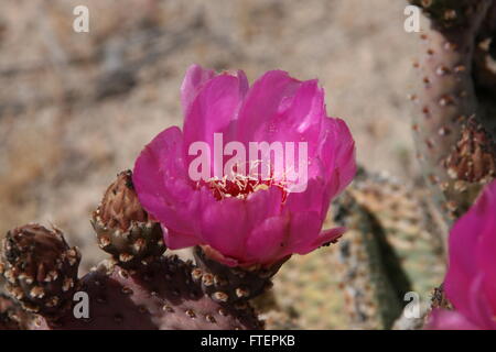 Fleurs de cactus de castor Banque D'Images