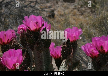 Fleurs de cactus de castor Banque D'Images
