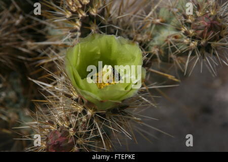 Cholla Cactus (Cactus fleur vert Jump Banque D'Images