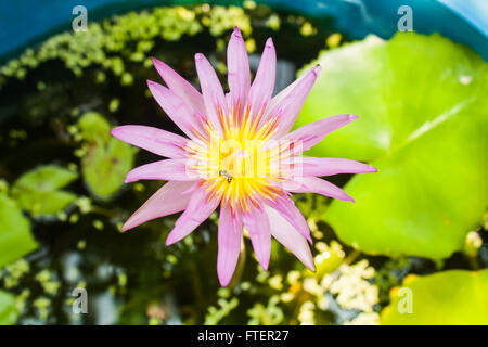 Belle Lotus (Nelumbo sp.) dans l'étang avec des abeilles Banque D'Images