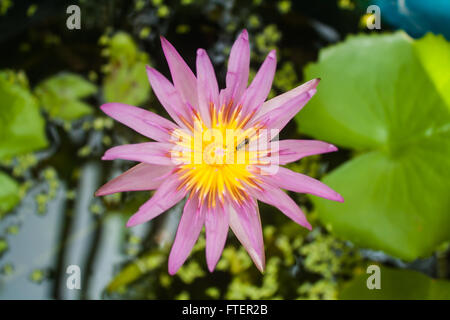 Belle Lotus (Nelumbo sp.) dans l'étang avec des abeilles Banque D'Images