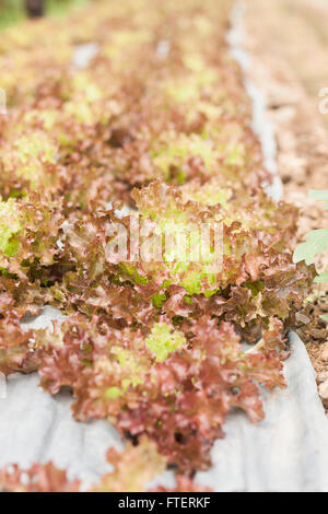 Le corail rouge de l'usine de salades en ferme biologique, stock photo Banque D'Images