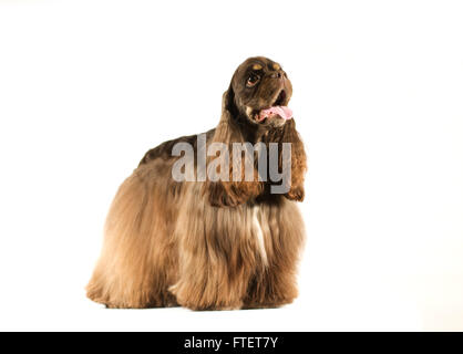 Cocker américain portrait Banque D'Images