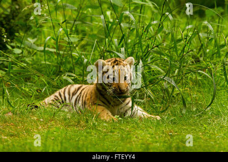 Siberian/amour tigre (Panthera tigris altaica) Cub portant sur l'herbe haute Banque D'Images