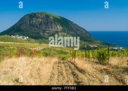 Plus proche de vignes sur un ours (Ayu-Dag) montagne près de Gurzuf resort en péninsule de Crimée Banque D'Images