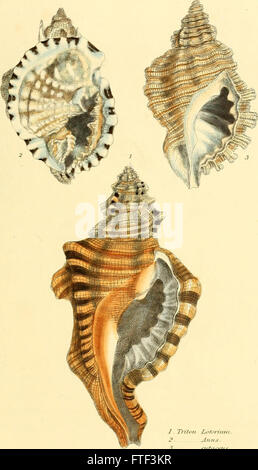 Conchologia systematica, ou système complet de conchyliologie- dans laquelle le Lepades conchiferous et mollusques sont décrits et classés en fonction de leur organisation naturelle et habitudes alimentaires (1841) Banque D'Images
