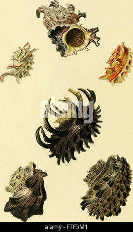 Conchologia systematica, ou système complet de conchyliologie- dans laquelle le Lepades conchiferous et mollusques sont décrits et classés en fonction de leur organisation naturelle et habitudes alimentaires (1841) Banque D'Images