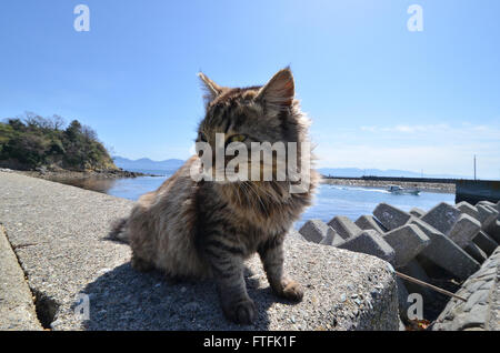 Le mardi. Mar 22, 2016. Une armée de chats vivent dans le paradis de l'île cat Aoshima, au large de la côte d'Ozu en ville préfecture d'Ehime le Mardi, Mars 22, 2016. Plus de 100 chats en direct sur la petite île qui n'a que 16 résidents âgés. Les chats ont été apportés sur l'île pour tuer les souris s'attaquent aux bateaux des pêcheurs locaux. © Yoshio Tsunoda/AFLO/Alamy Live News Banque D'Images