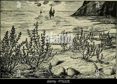 'DAS Leben der Pflanze' (1906), traduit par 'la vie de la plante', explore la biologie végétale, examinant les processus de croissance, de reproduction et les interactions environnementales des plantes. Banque D'Images