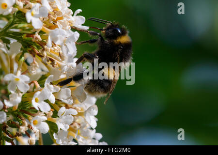 Buff-tailed bourdon (Bombus terrestris) Banque D'Images