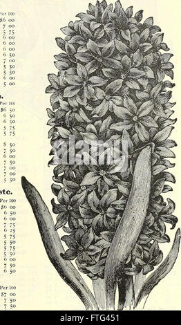 Dreer's Liste des prix de gros bulbes - graines de fleurs plantes graines de légumes graines d'herbe engrais, insecticides, outils, etc (1904)