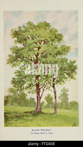 Connaître les arbres et leurs feuilles, décrit et illustré par F. Schuyler Mathews, avec ill. en couleurs et plus de deux cents dessins de l'auteur, et d'une introd. par sonde Bailey (plaque) Banque D'Images