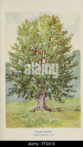 Connaître les arbres et leurs feuilles, décrit et illustré par F. Schuyler Mathews, avec ill. en couleurs et plus de deux cents dessins de l'auteur, et d'une introd. par sonde Bailey (plaque) Banque D'Images