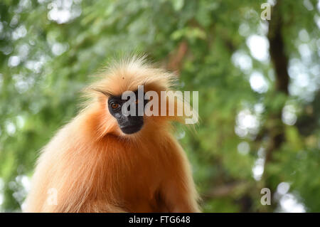 Gee's langur Doré (Golden Monkey) un singe vervet trouvés en Assam, Inde.C'est une des espèces de primates les plus menacées Banque D'Images