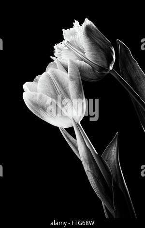 Libre d'une frange rose tulipe, tulipa crispa, et une tulipe rouge sur fond noir. Photo en noir et blanc. Banque D'Images