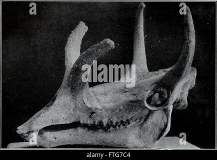Les travaux de 1907 sur la géologie donnent un aperçu de la structure physique de la Terre, couvrant des principes clés tels que la formation rocheuse, la tectonique et les processus géologiques qui façonnent la surface de la planète au fil du temps. Banque D'Images