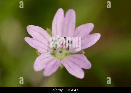 Un plan macro sur une colombe's-foot Crane's-bill (fleurs Geranium molle). Banque D'Images