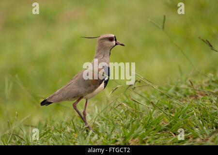 Le sud de sociable sur l'herbe. Oiseau typique de l'Amérique du Sud, également appelé Tero (vanellus chilensis) Banque D'Images