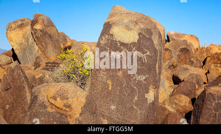 Pétroglyphes Amérindiens Hohokam sur un rocher à Signal Hill dans Saguaro National Park Banque D'Images