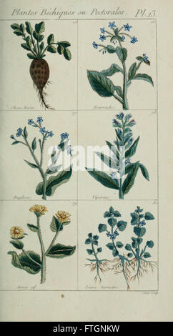 Plantes usuelles, indigC3A8nes et exotiques (Pl. 13) Banque D'Images