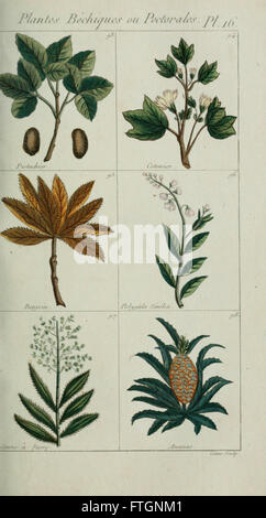 Plantes usuelles, indigC3A8nes et exotiques (Pl. 16) Banque D'Images