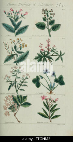 Plantes usuelles, indigC3A8nes et exotiques (Pl. 17) Banque D'Images