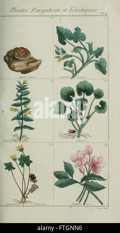 Plantes usuelles, indigC3A8nes et exotiques (Pl. 4) Banque D'Images