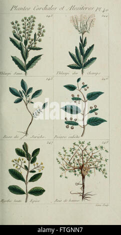 Plantes usuelles, indigC3A8nes et exotiques (Pl. 40) Banque D'Images