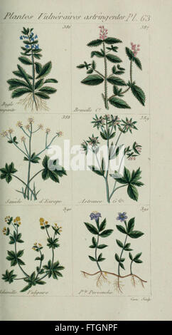 Plantes usuelles, indigC3A8nes et exotiques (Pl. 63) Banque D'Images