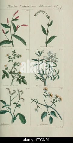 Plantes usuelles, indigC3A8nes et exotiques (Pl. 74) Banque D'Images