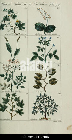 Plantes usuelles, indigC3A8nes et exotiques (Pl. 77) Banque D'Images