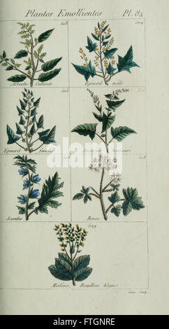 Plantes usuelles, indigC3A8nes et exotiques (Pl. 82) Banque D'Images