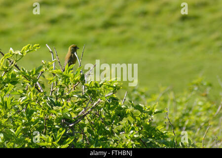 Verdier (Chloris chloris) perché sur bush. Espèce de passereau de la famille des Fringillidae () assis sur le dessus d'un aîné Banque D'Images