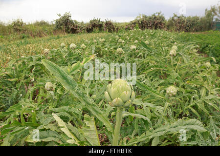 Domaine de l'artichaut dans le potager par Pako Mera Pic Banque D'Images