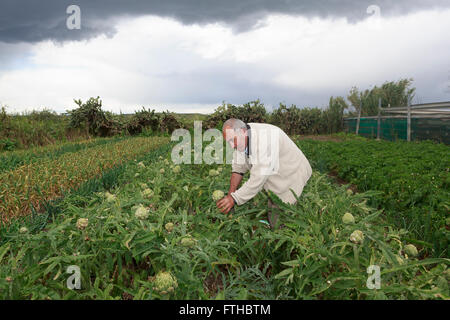 La collecte d'agriculteurs dans le potager d'artichaut par Pako Mera Pic Banque D'Images