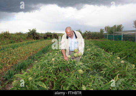 La collecte d'agriculteurs dans le potager d'artichaut par Pako Mera Pic Banque D'Images