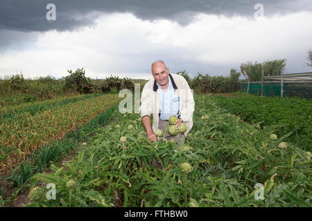 La collecte d'agriculteurs dans le potager d'artichaut par Pako Mera Pic Banque D'Images