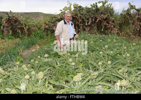 La collecte d'agriculteurs dans le potager d'artichaut par Pako Mera Pic Banque D'Images